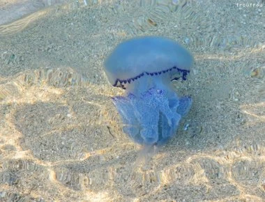 Κύπρος: Τρόμος σε παραλίες - Προειδοποίηση από τις αρχές (βίντεο)